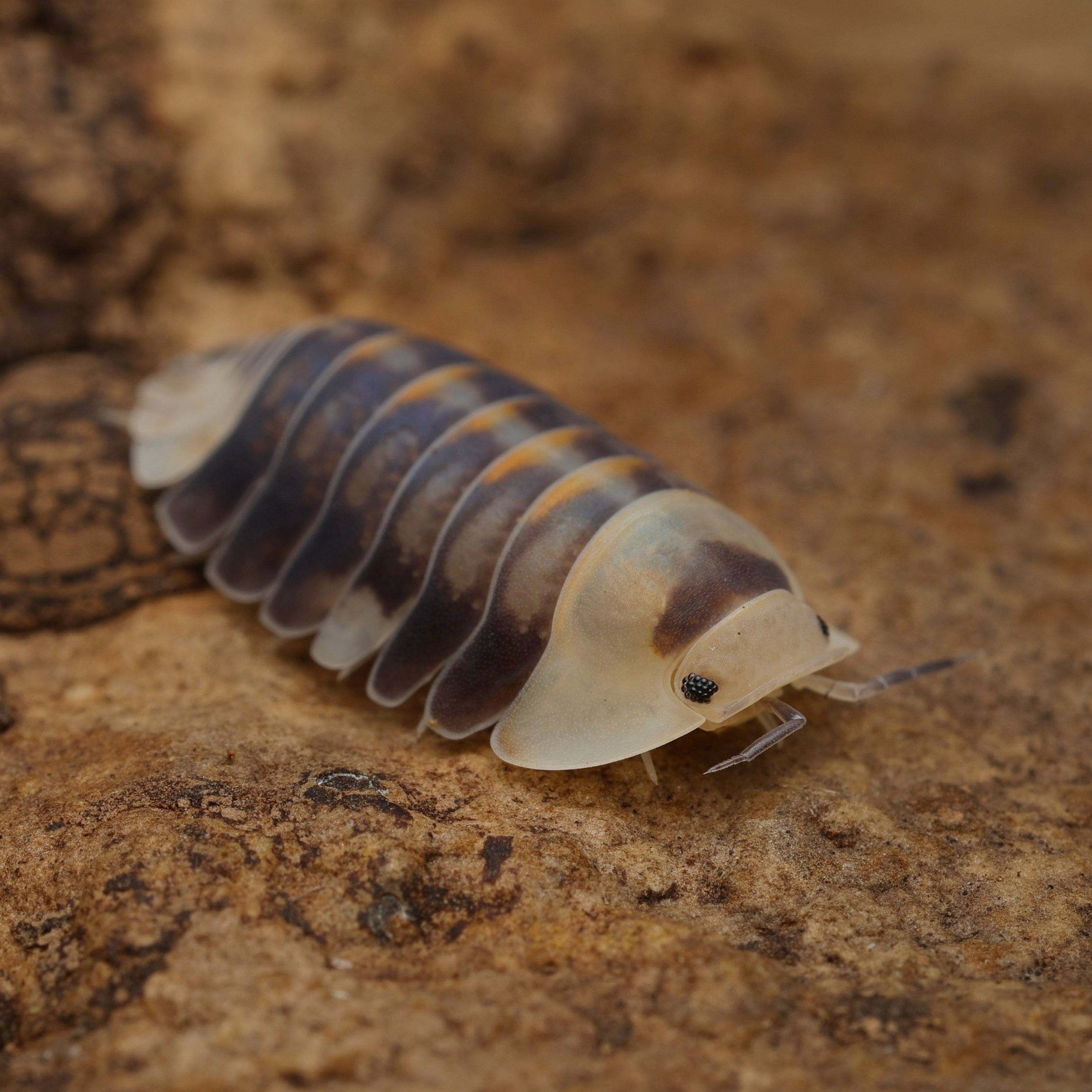 Cubaris sp "white head ducky" from Lovely Insects, featuring distinct white head and textured body in a natural setting.