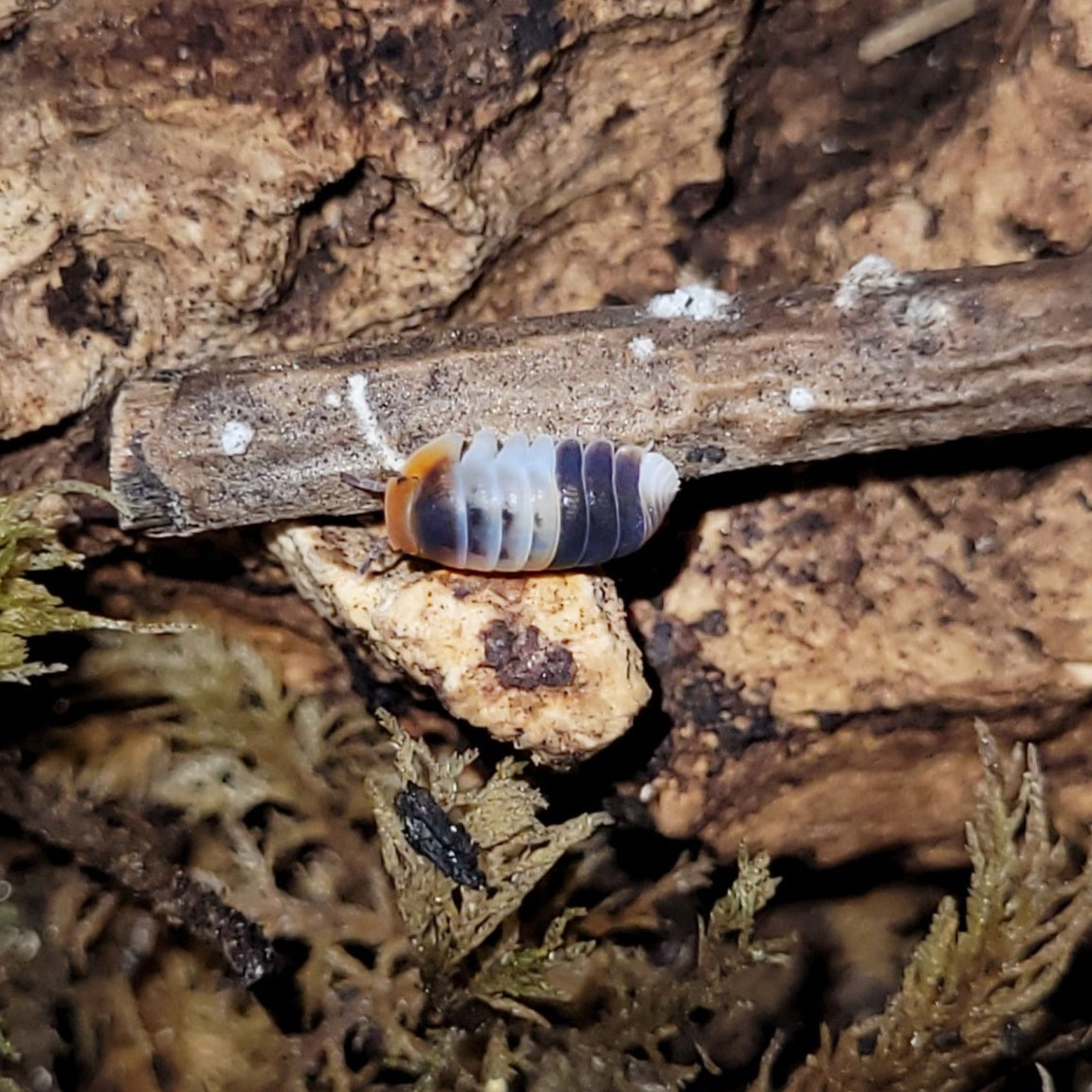 Cubaris sp "white shark"