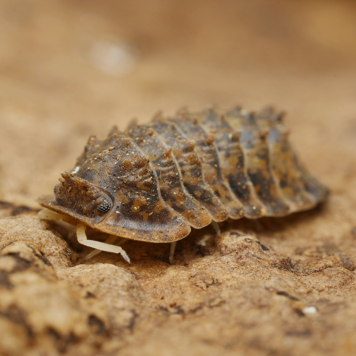 Filipinodillo sp "crocodillo"