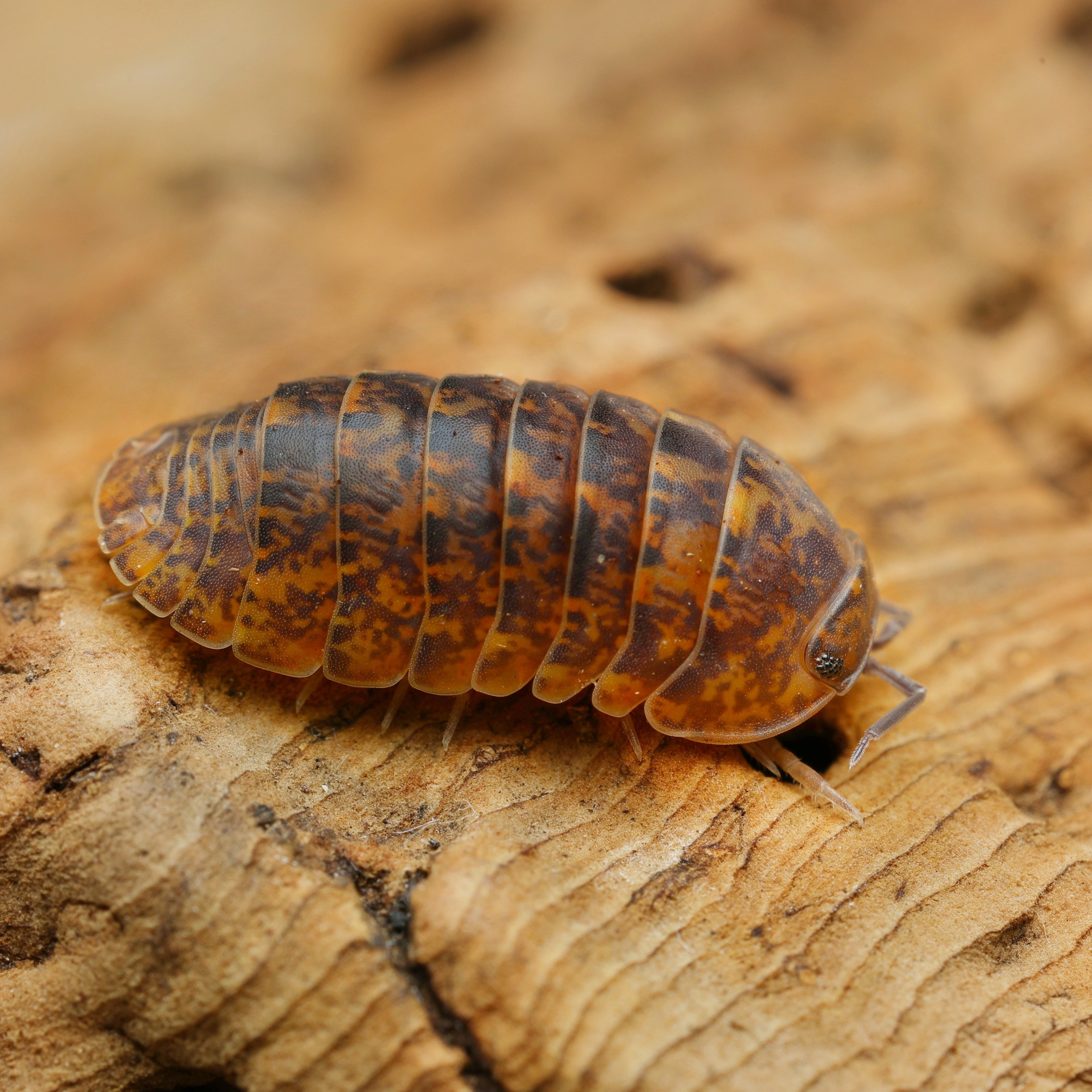 Filipinodillo sp "dingalan giants" from Lovely Insects, showcasing its unique shape and texture in a natural setting.