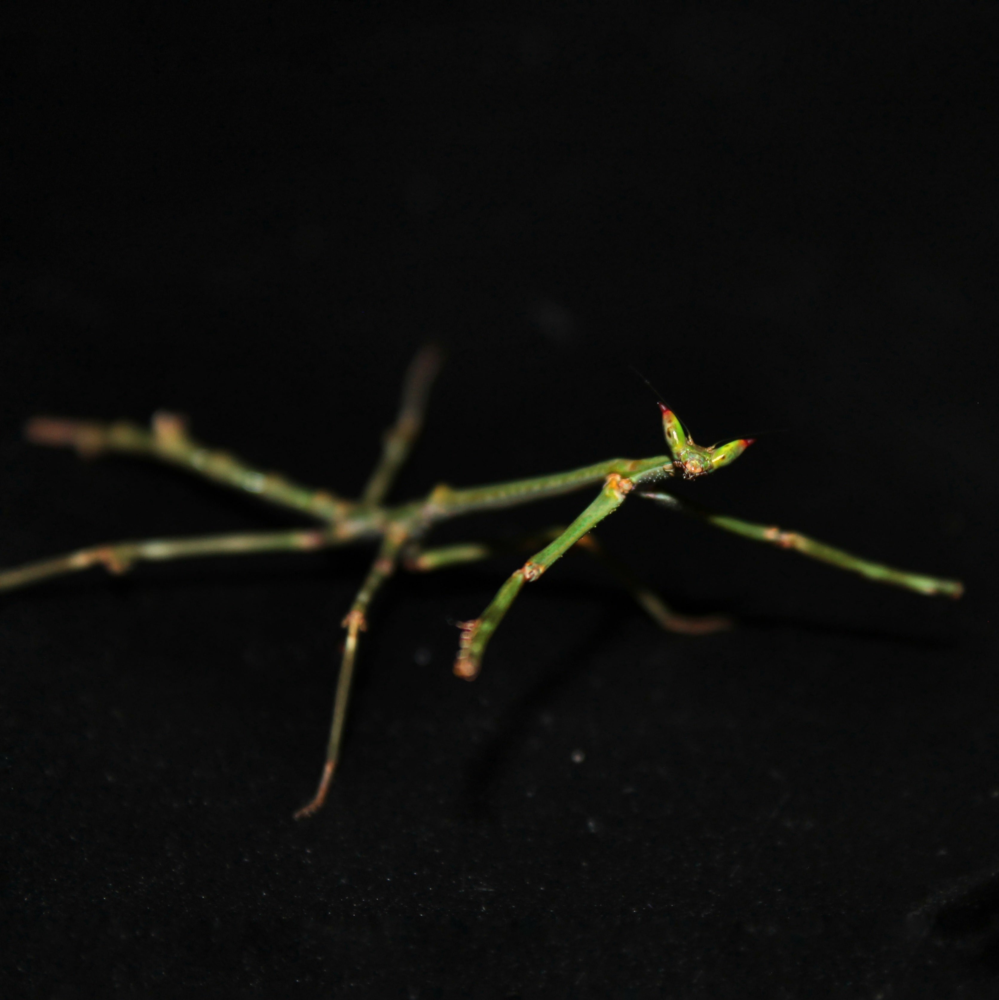 Heterochaeta orientalis large stick mantis by Lovely Insects perched on a branch with vibrant green foliage.
