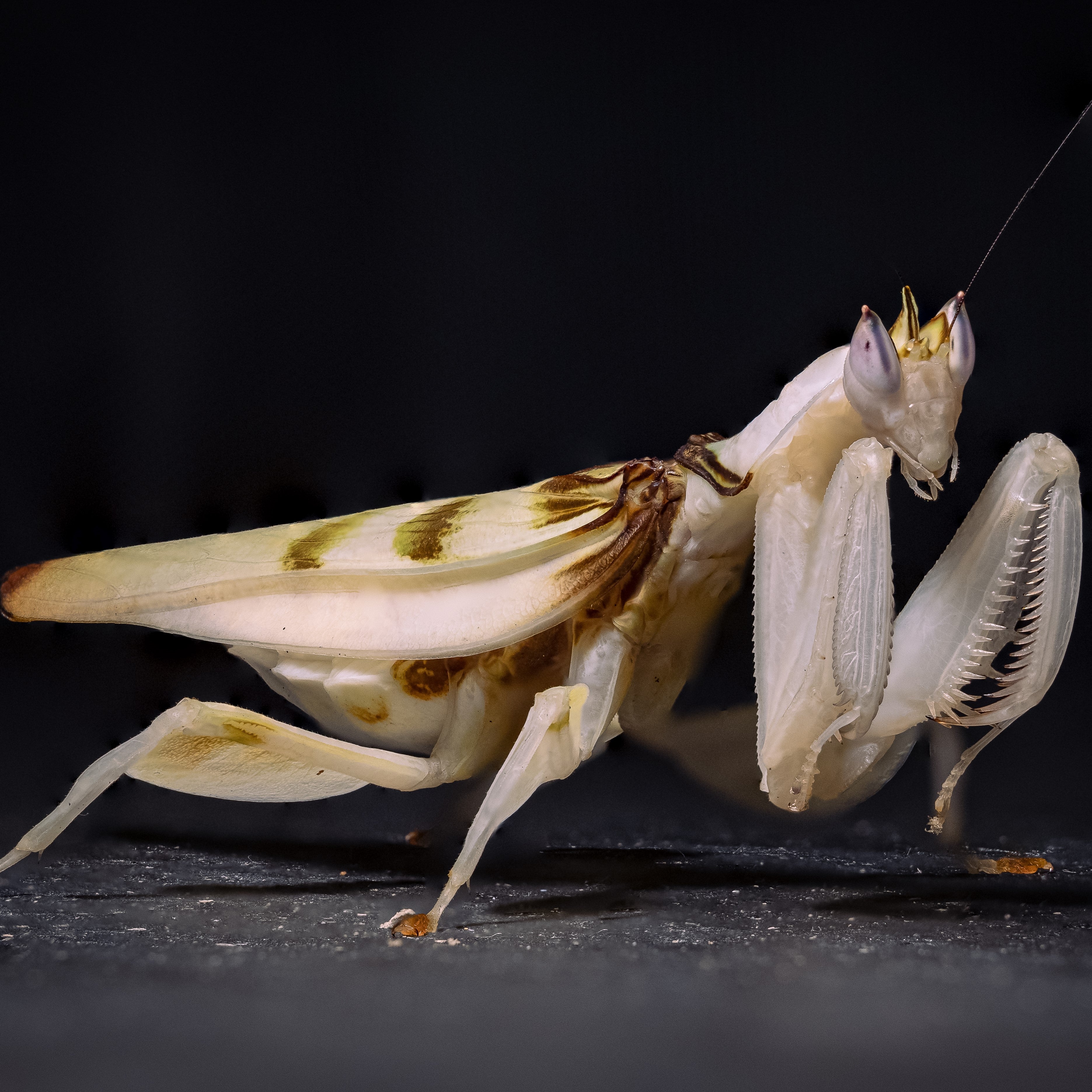 Orchideenmantide (Hymenopus coronatus) on a green leaf, showcasing its unique camouflage and delicate features.