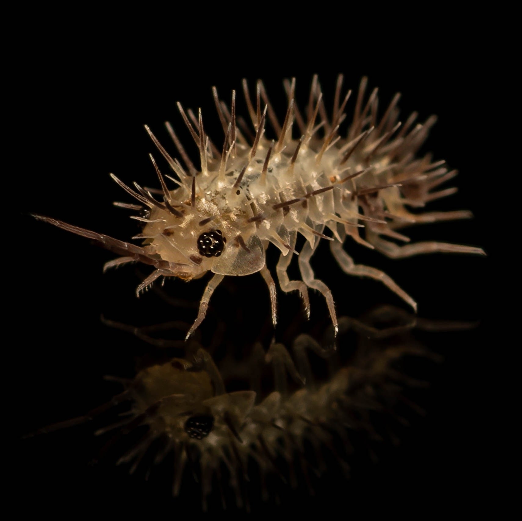 Ivory spiky Laureola plant with unique textures and colors, showcasing foliage details by Lovely Insects.