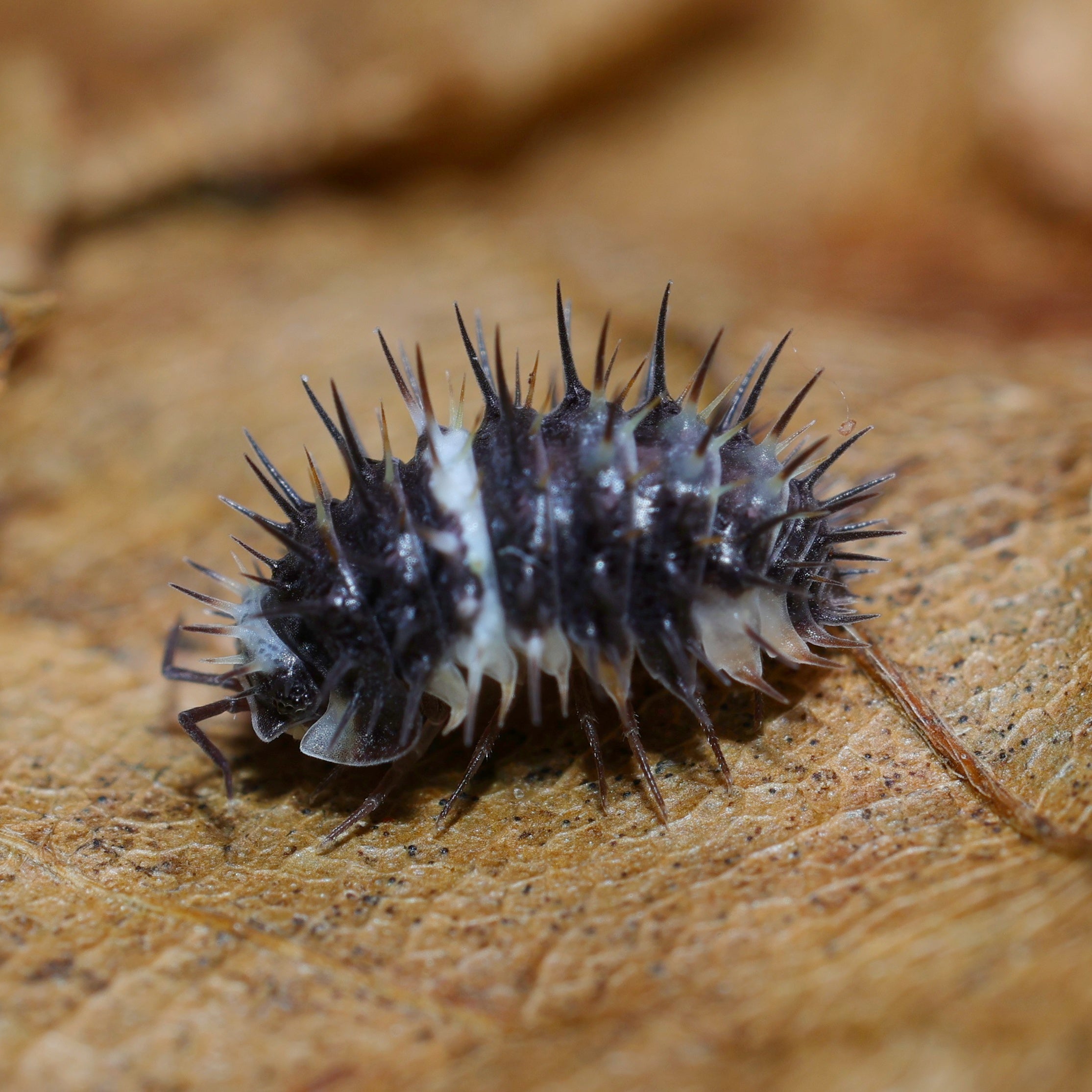 Bunte Laureola Sp "Panda Spiky" von Lovely Insects, detailreiche, stachelige Laureola Pflanze mit panda-ähnlichen Mustern.