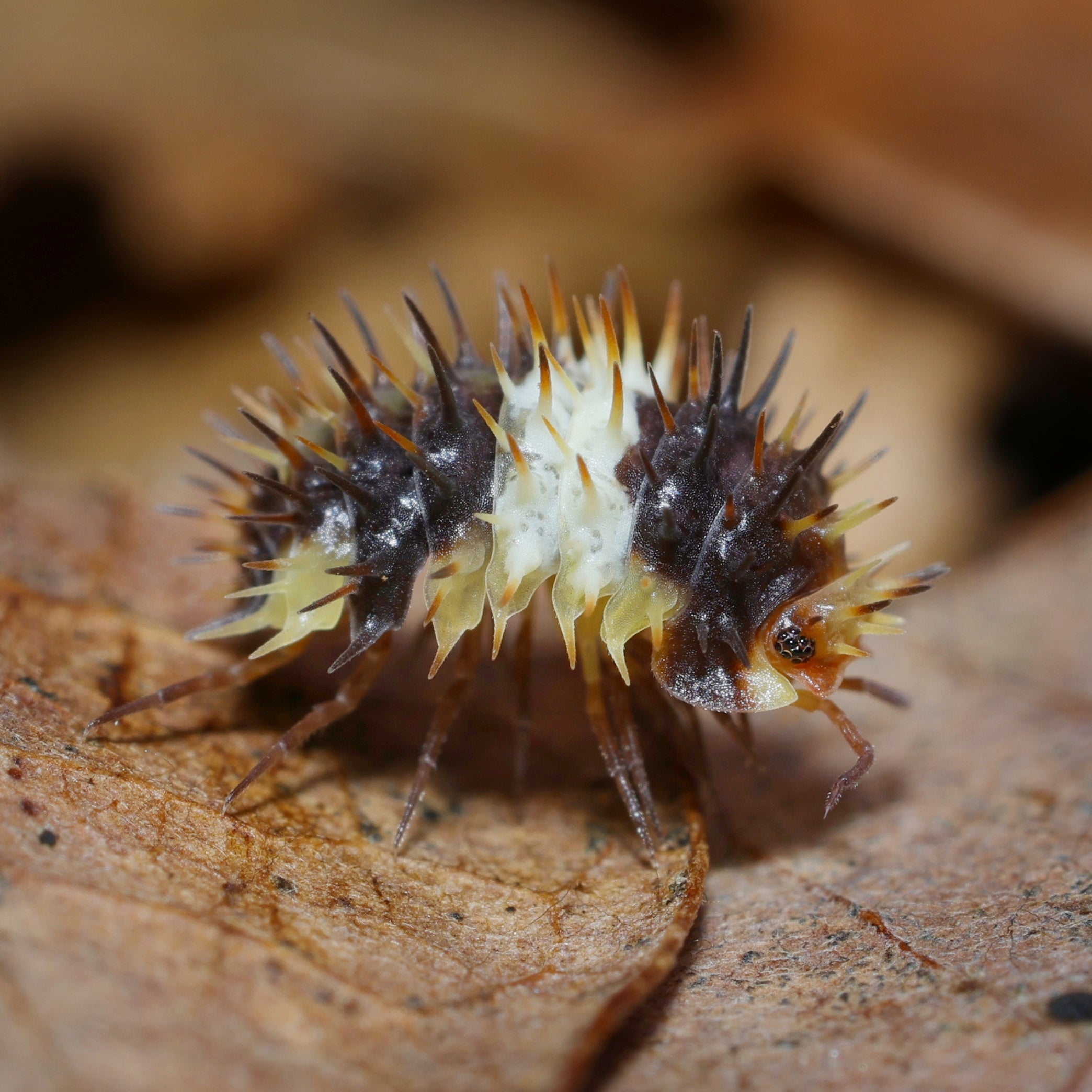 Laureola sp "white stripe spiky" featuring distinctive white stripes and spiky texture on its leaves.