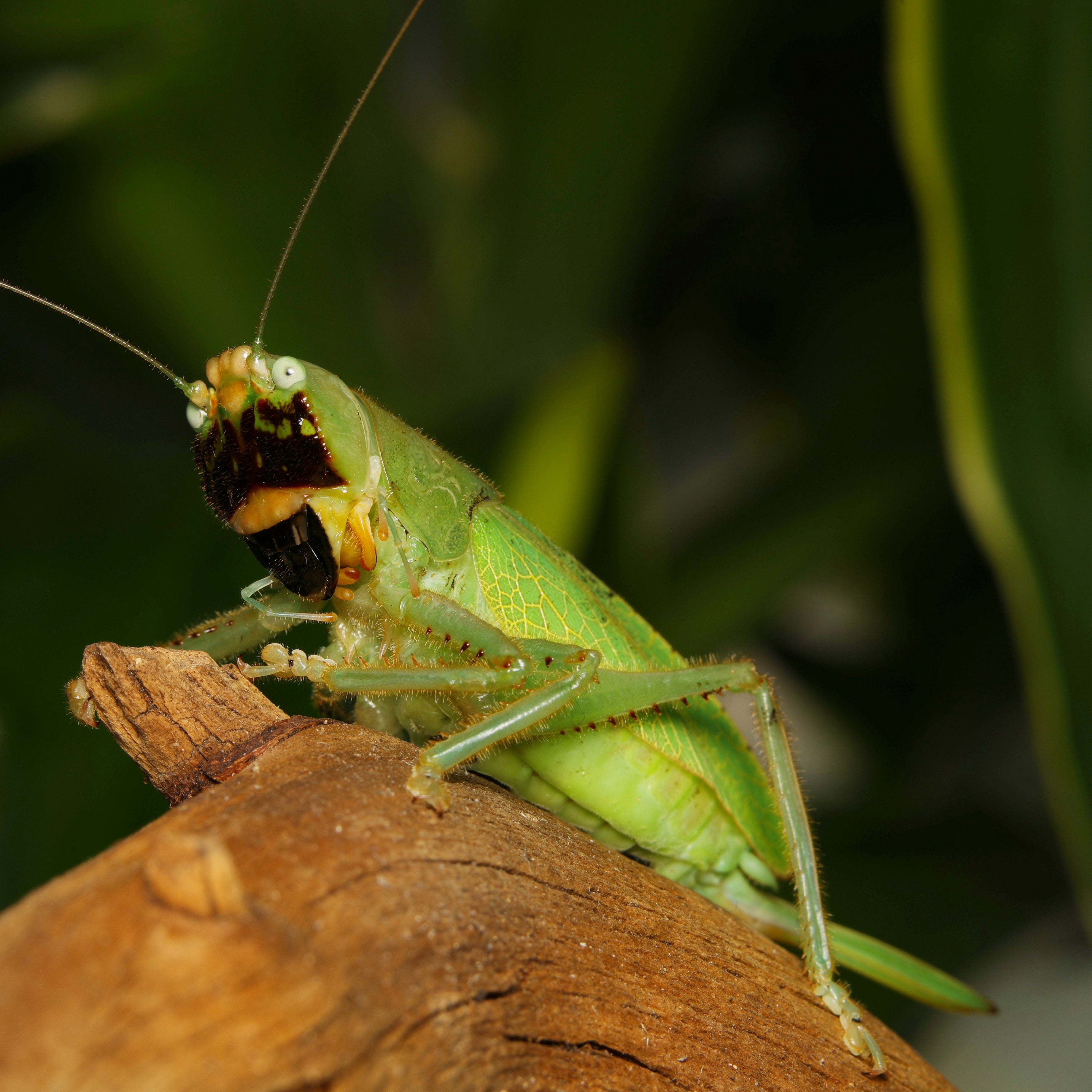 Lirometopum coronatum, also known as Pitbull Heuschrecke, displayed on a natural background by Lovely Insects.