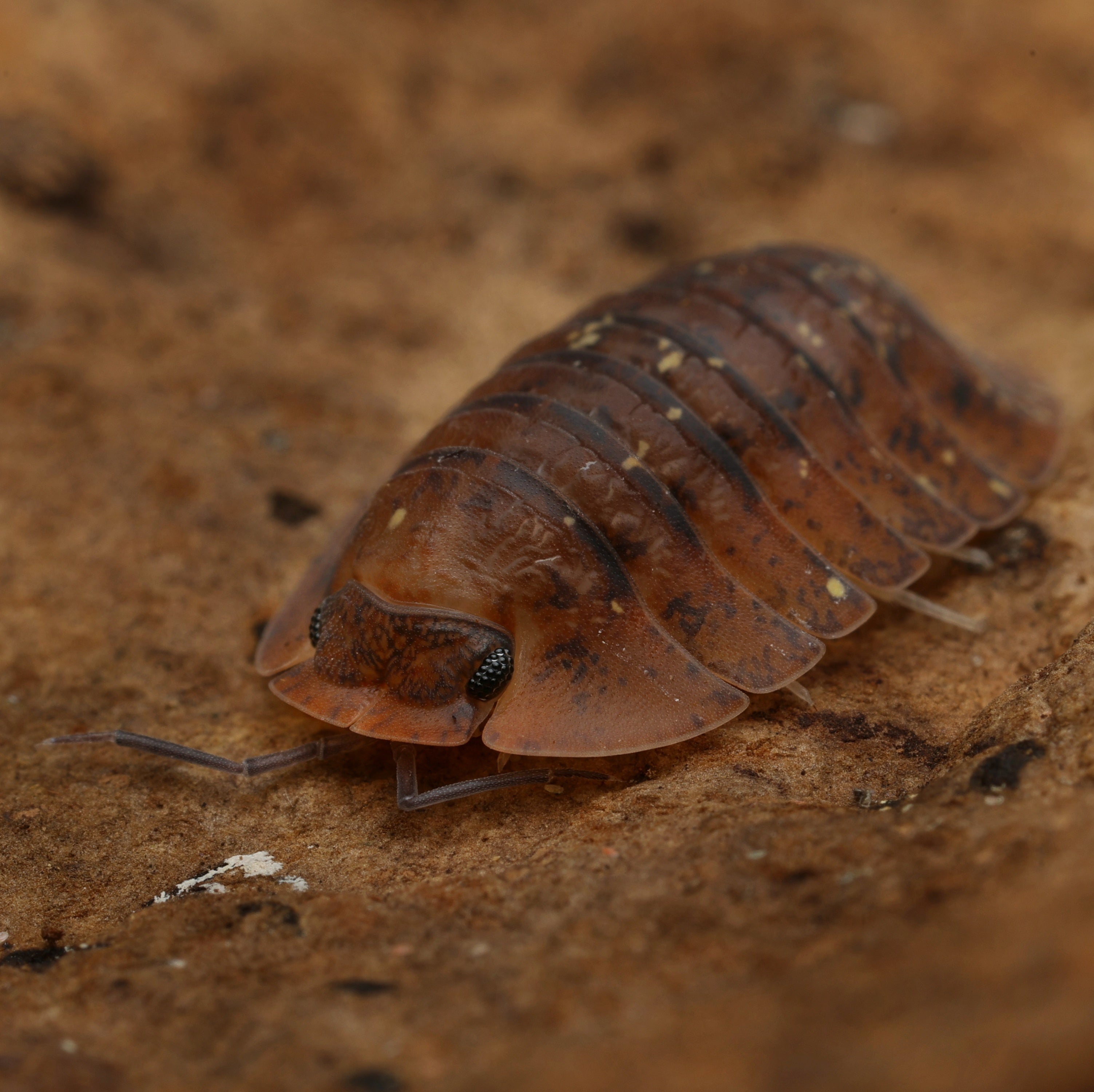 Merulana translucida