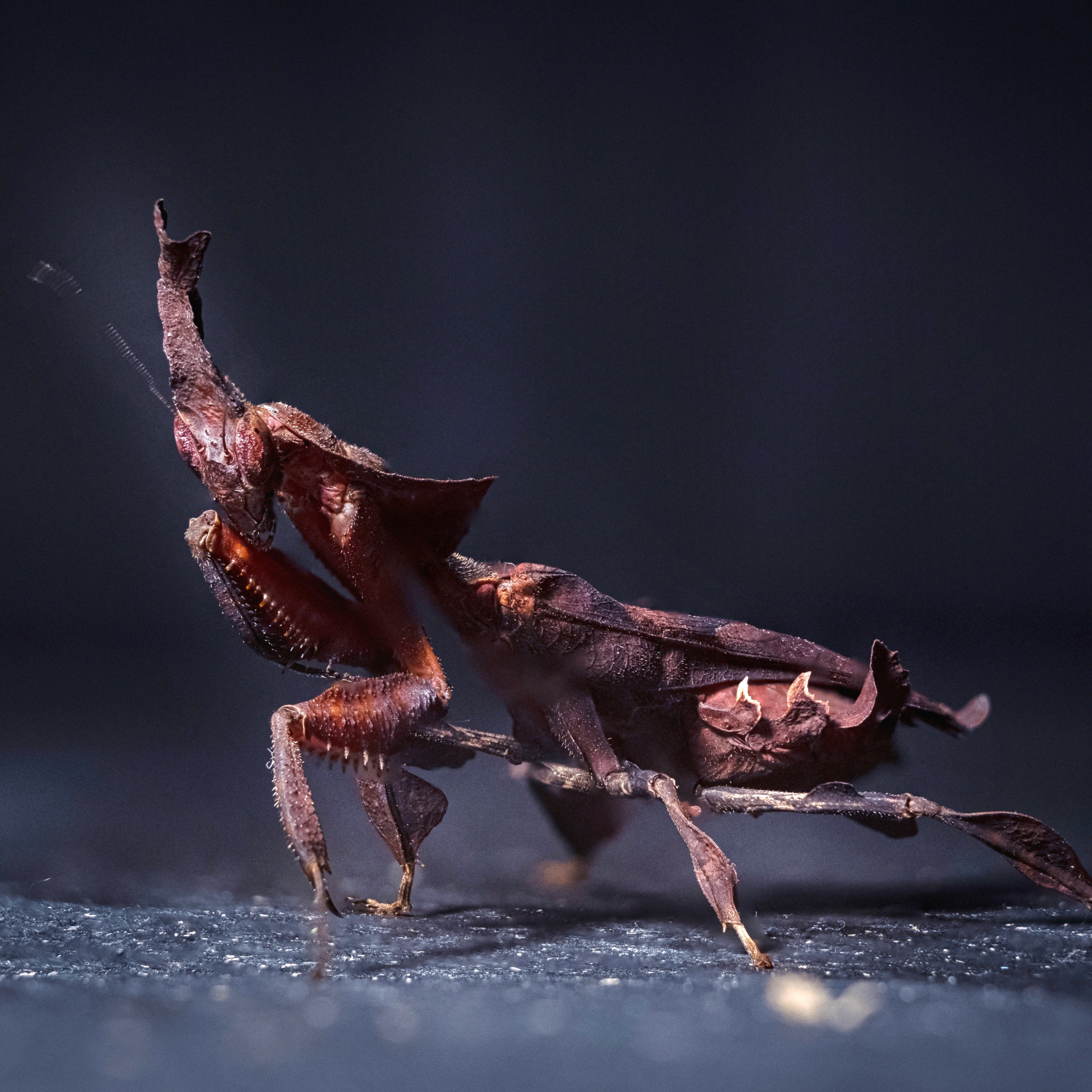 Phyllocrania paradoxa, also known as Geistermantide, showcasing its unique camouflage and intricate body structure.