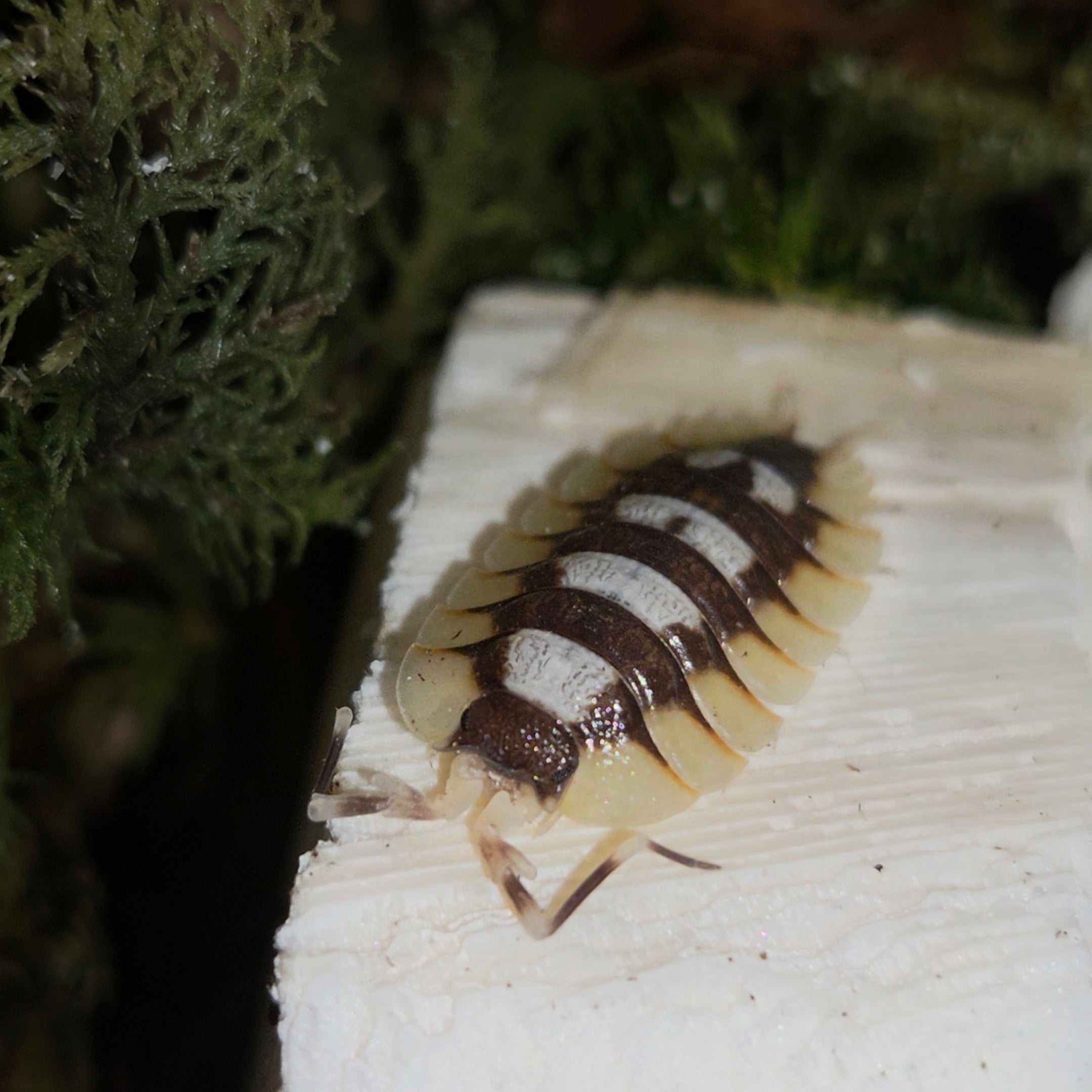 Porcellio expansus "tortosa"