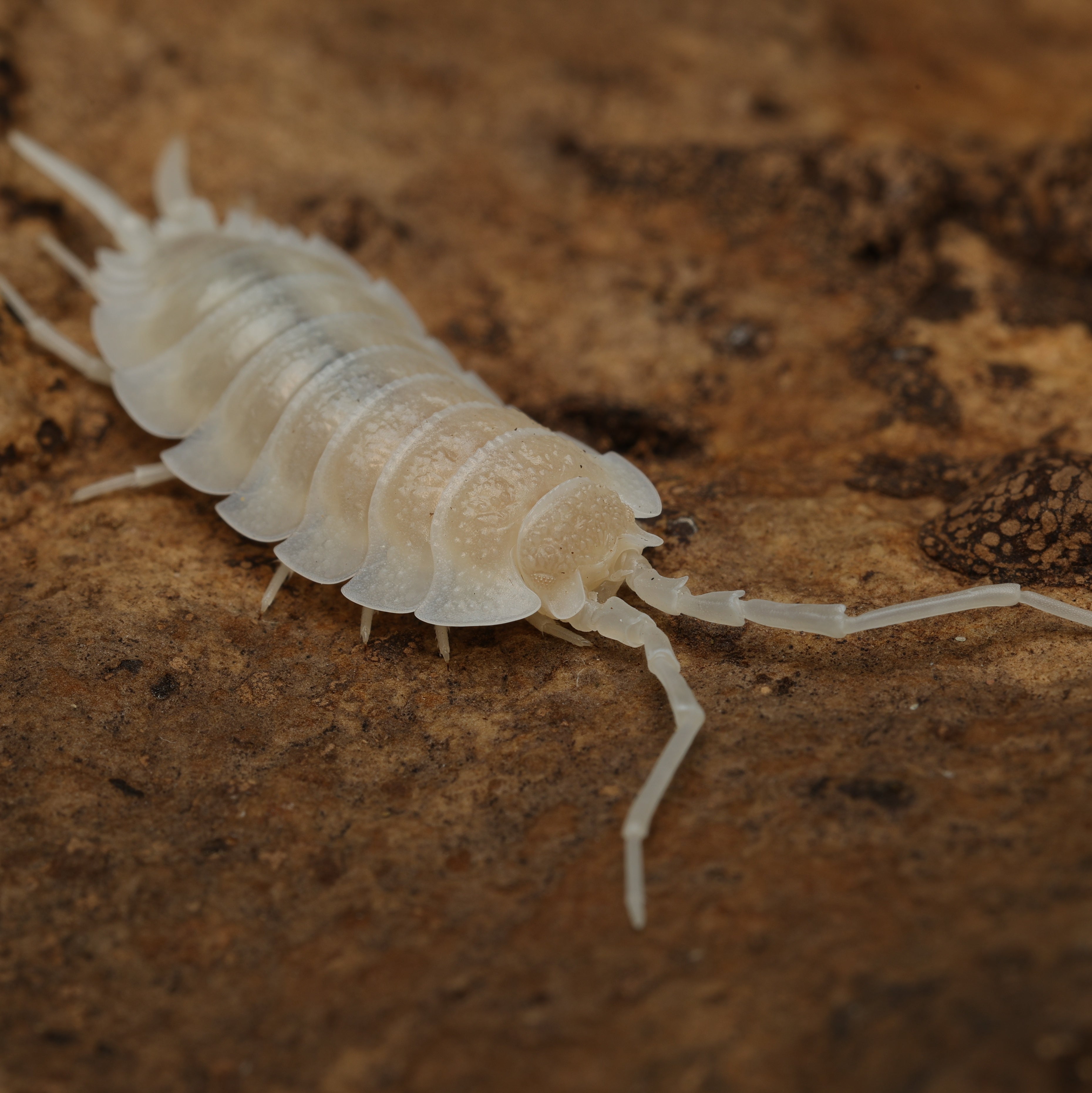 Porcellio hoffmannseggii "yeti"