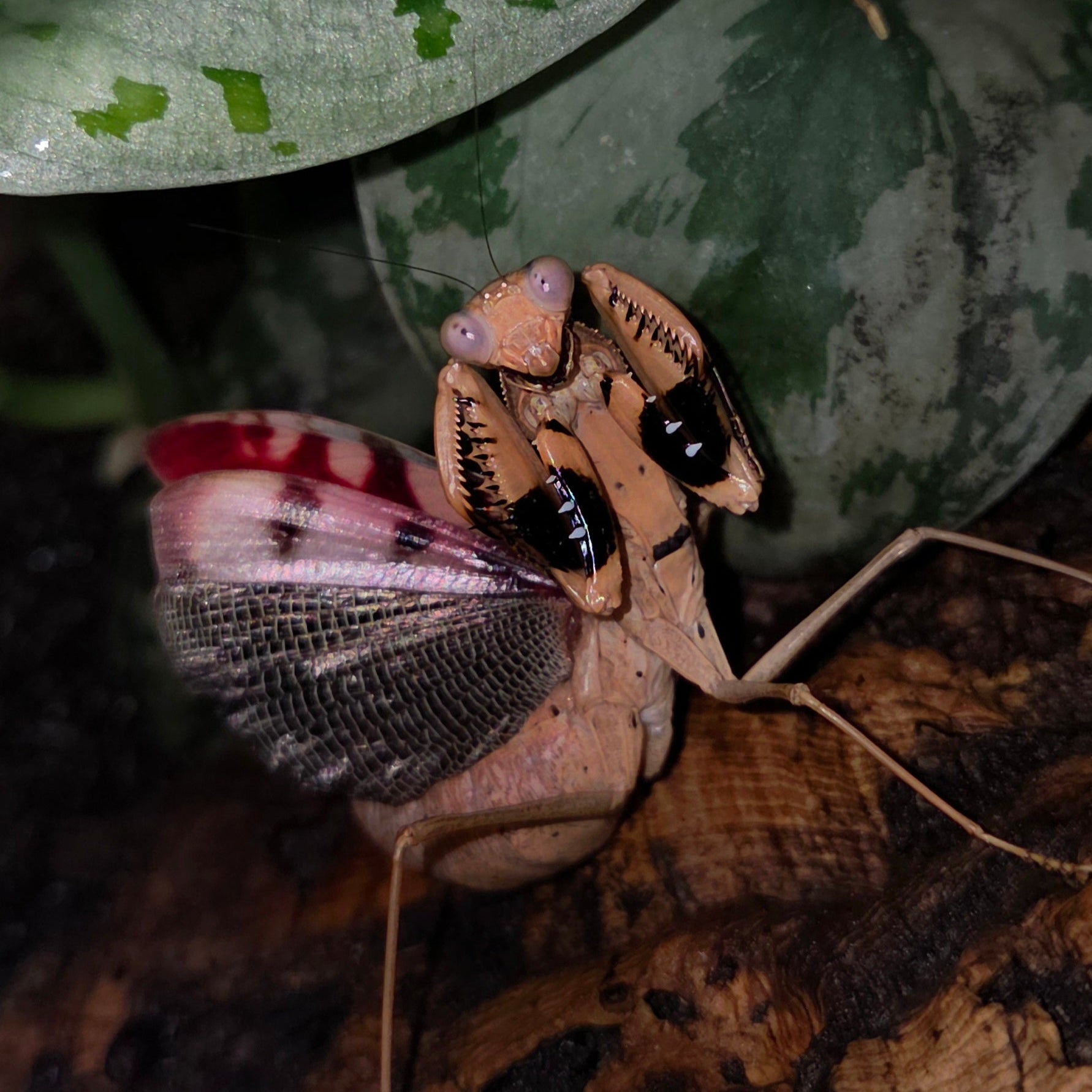 Adult Prohierodula picta mantis from Lovely Insects, showcasing vibrant colors and intricate body details.