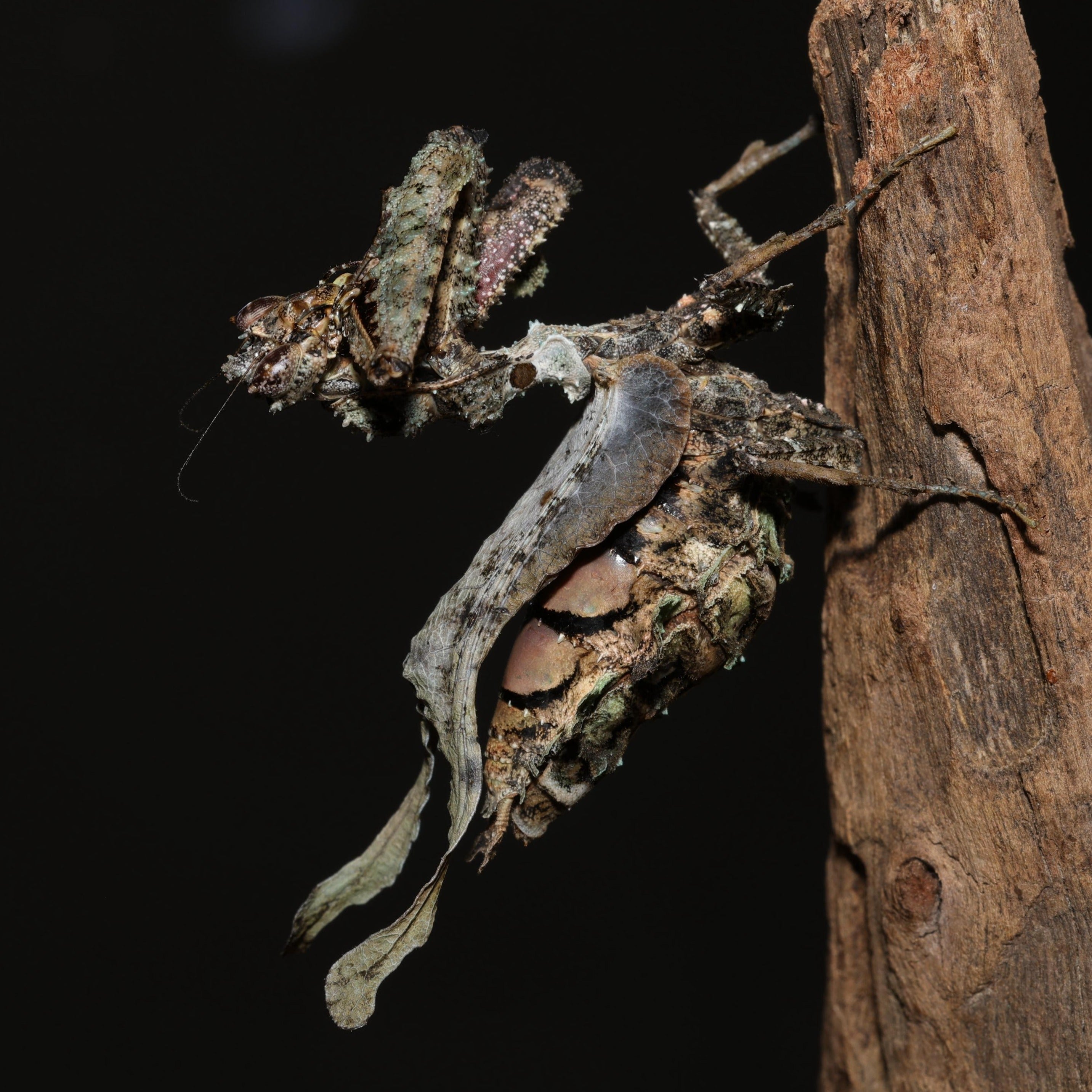 Pseudacanthops lobipes, the Peruanische Moosmantide, showcasing its unique green coloration and leaf-like appearance.