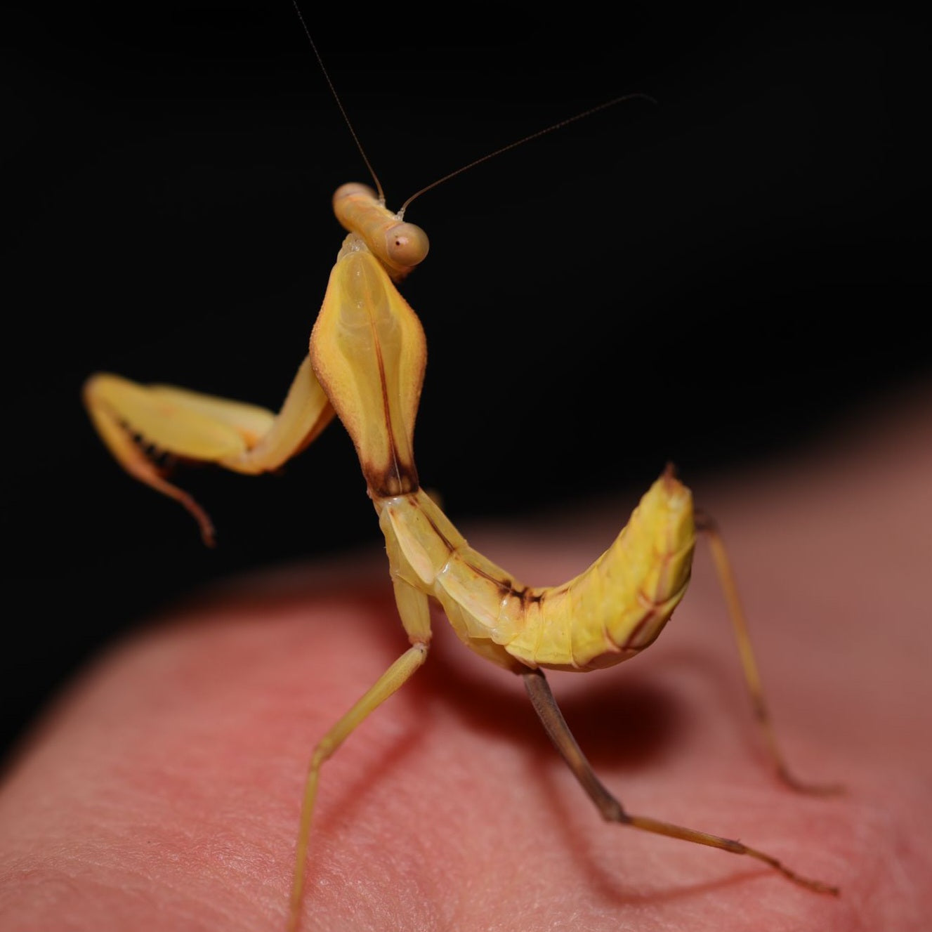 Rhombodera kirbyi, a striking Schildmantide with vibrant green coloration and intricate patterns, posed on a leaf.