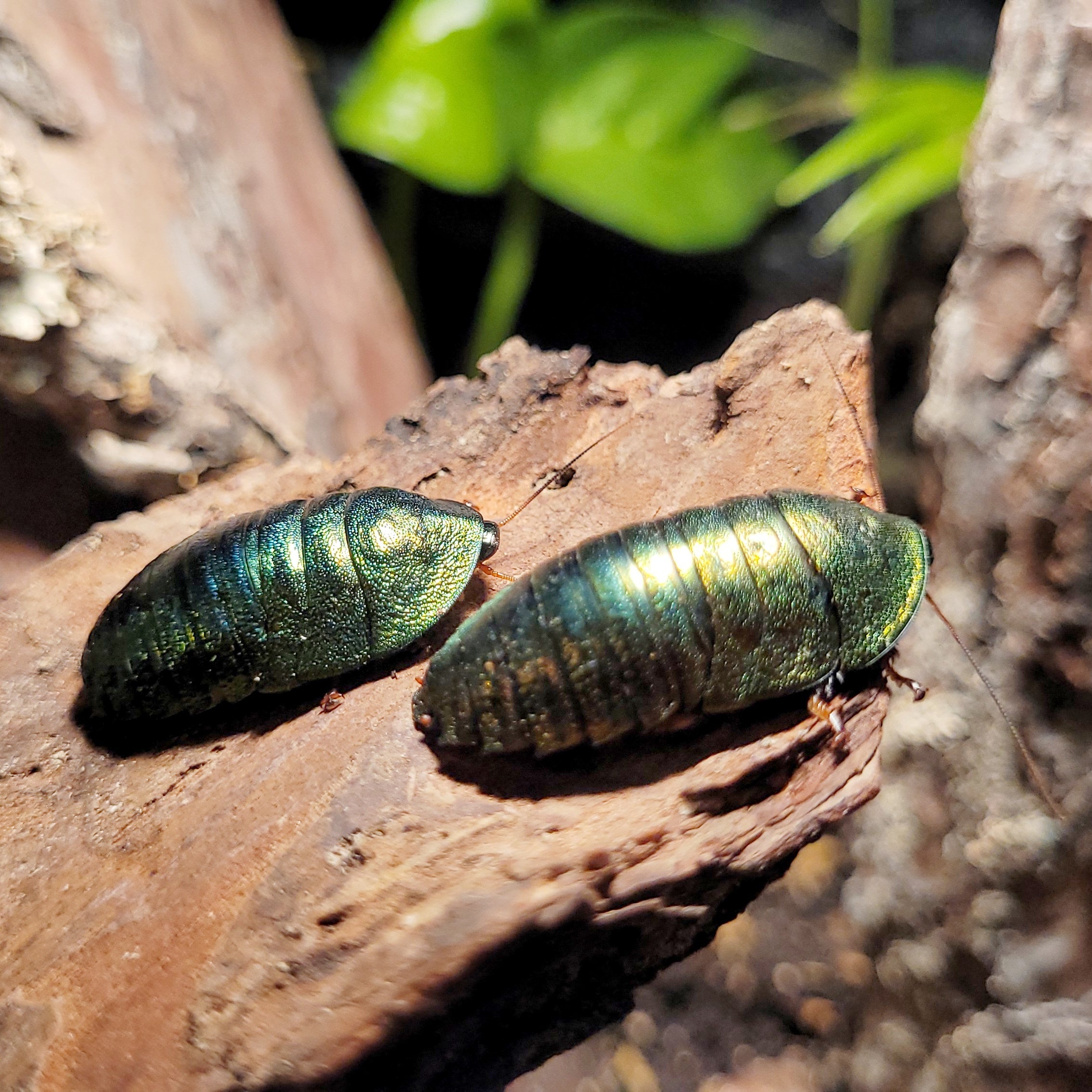 Close-up of a Smaragdschabe (Pseudoglomeris magnifica) showcasing its vibrant green color and intricate body details.
