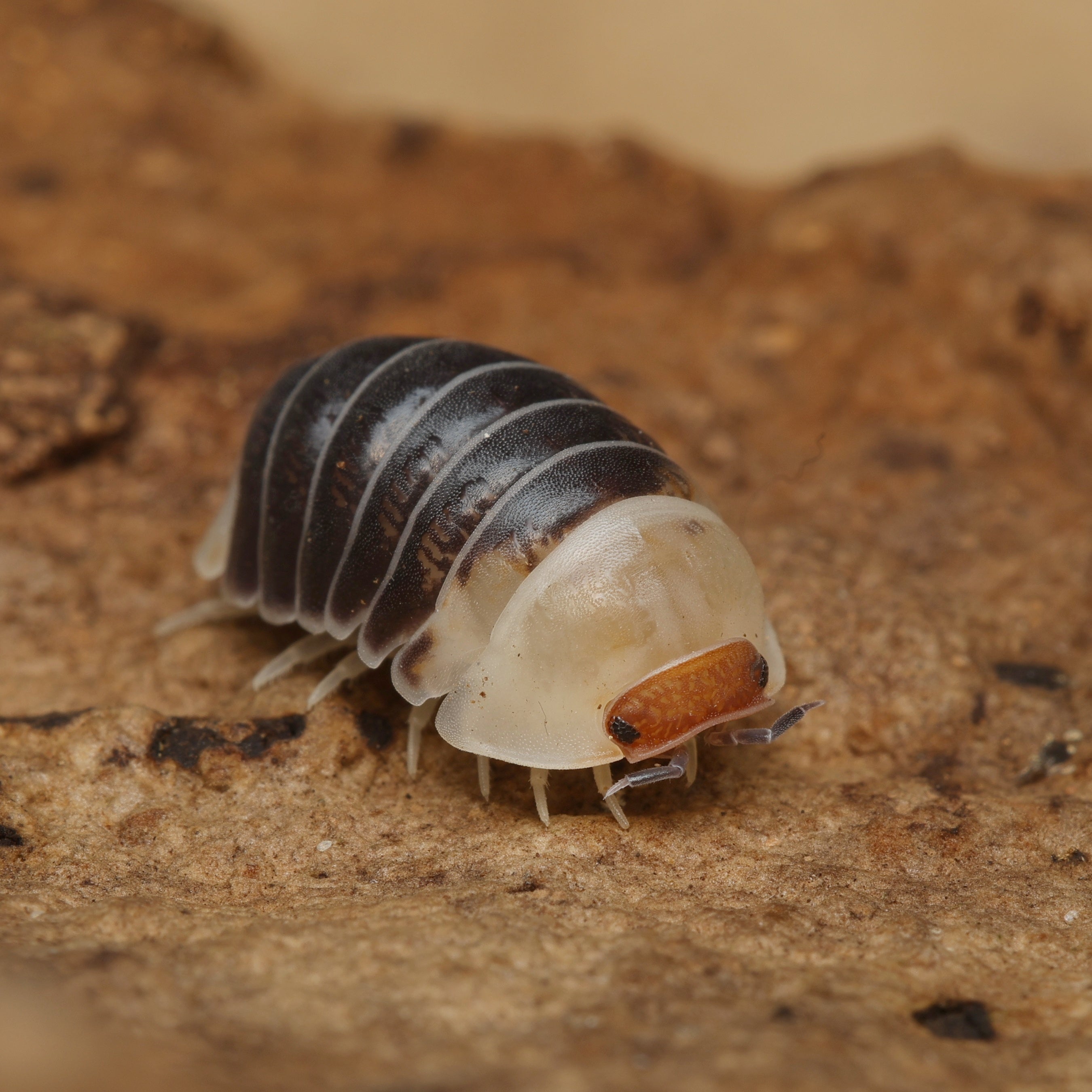 Schwarzer Spherillo Sp "Black Castle" von Lovely Insects, lebensechtes Reptilienmodell in Schwarz mit Burg-Design.