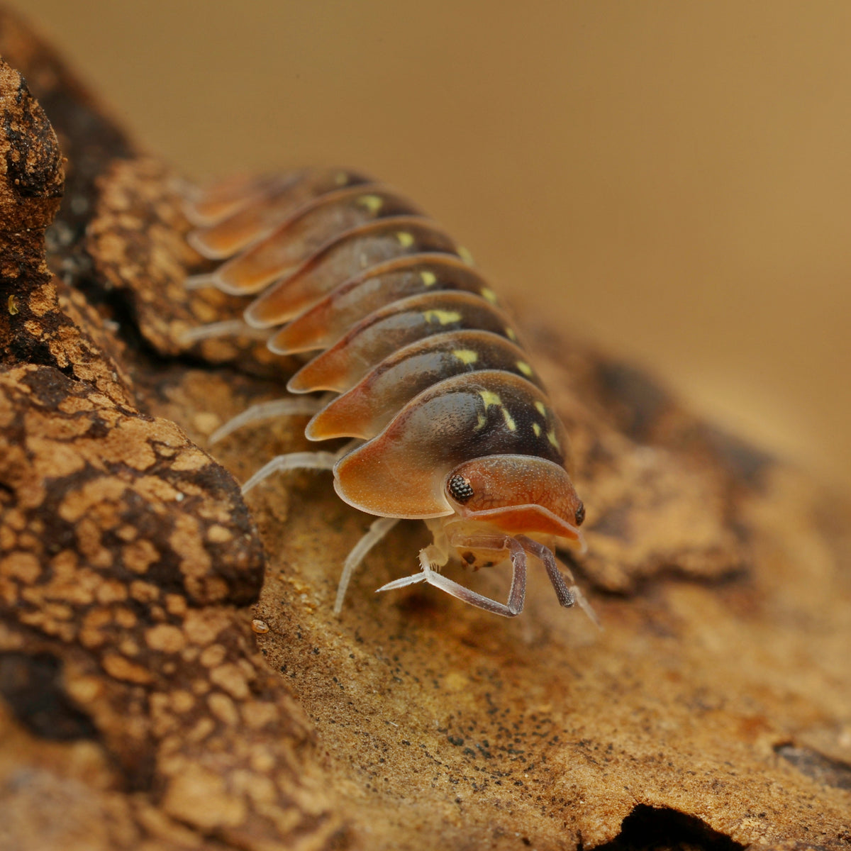 Spherillo sp "dream"