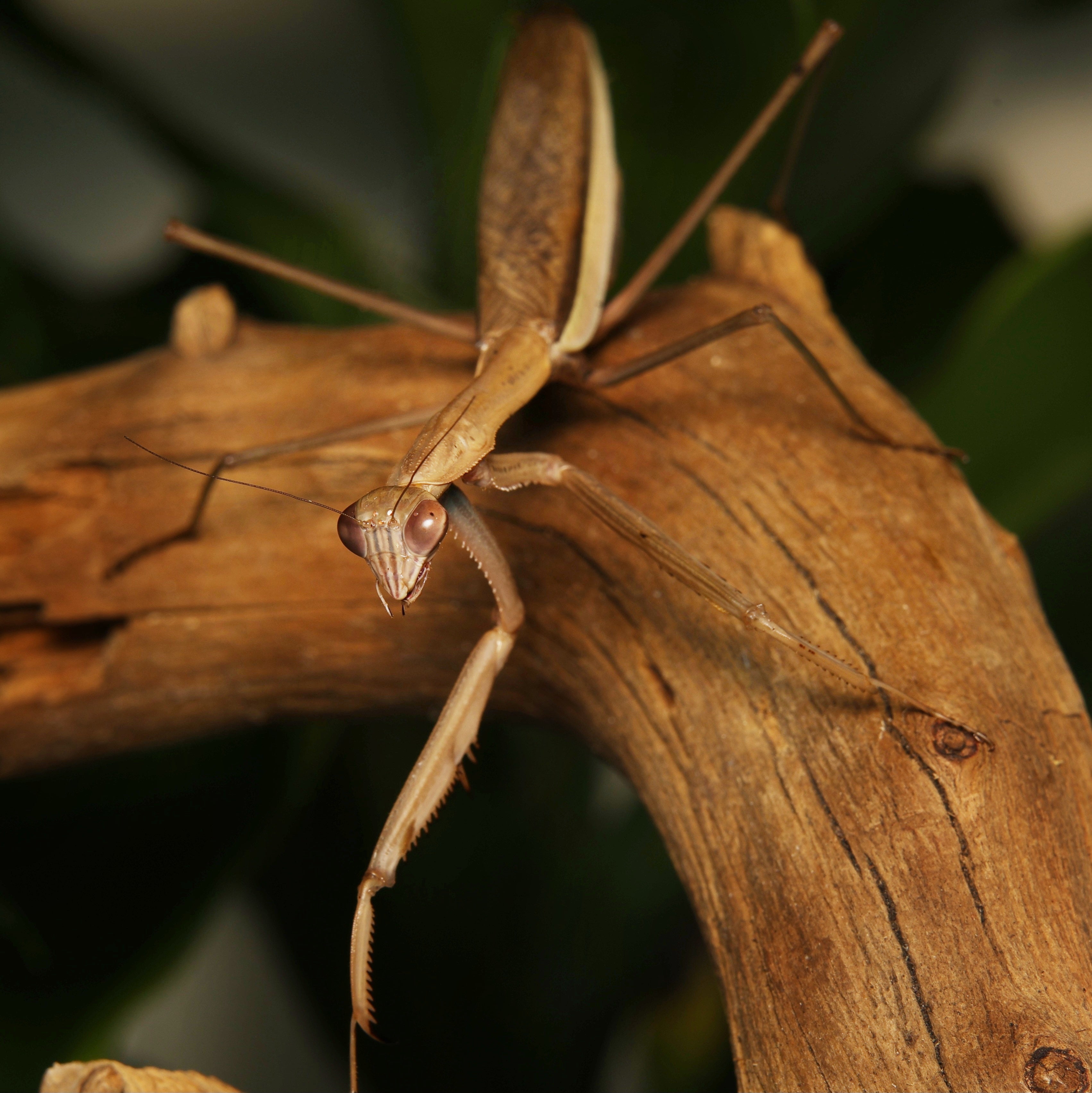Tenodera sp mantis by Lovely Insects, showcasing its green body and distinctive elongated shape on a natural background.