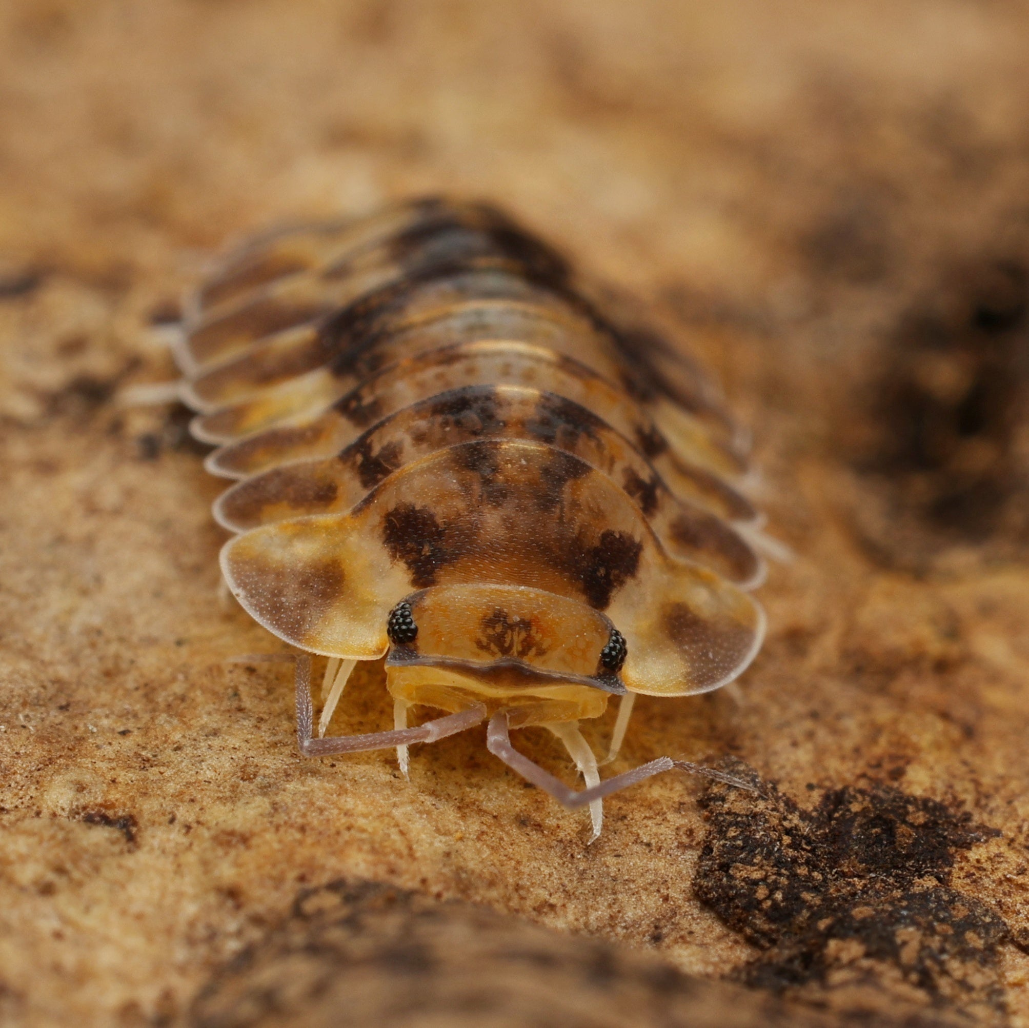 Troglodillo sp "sphinx"