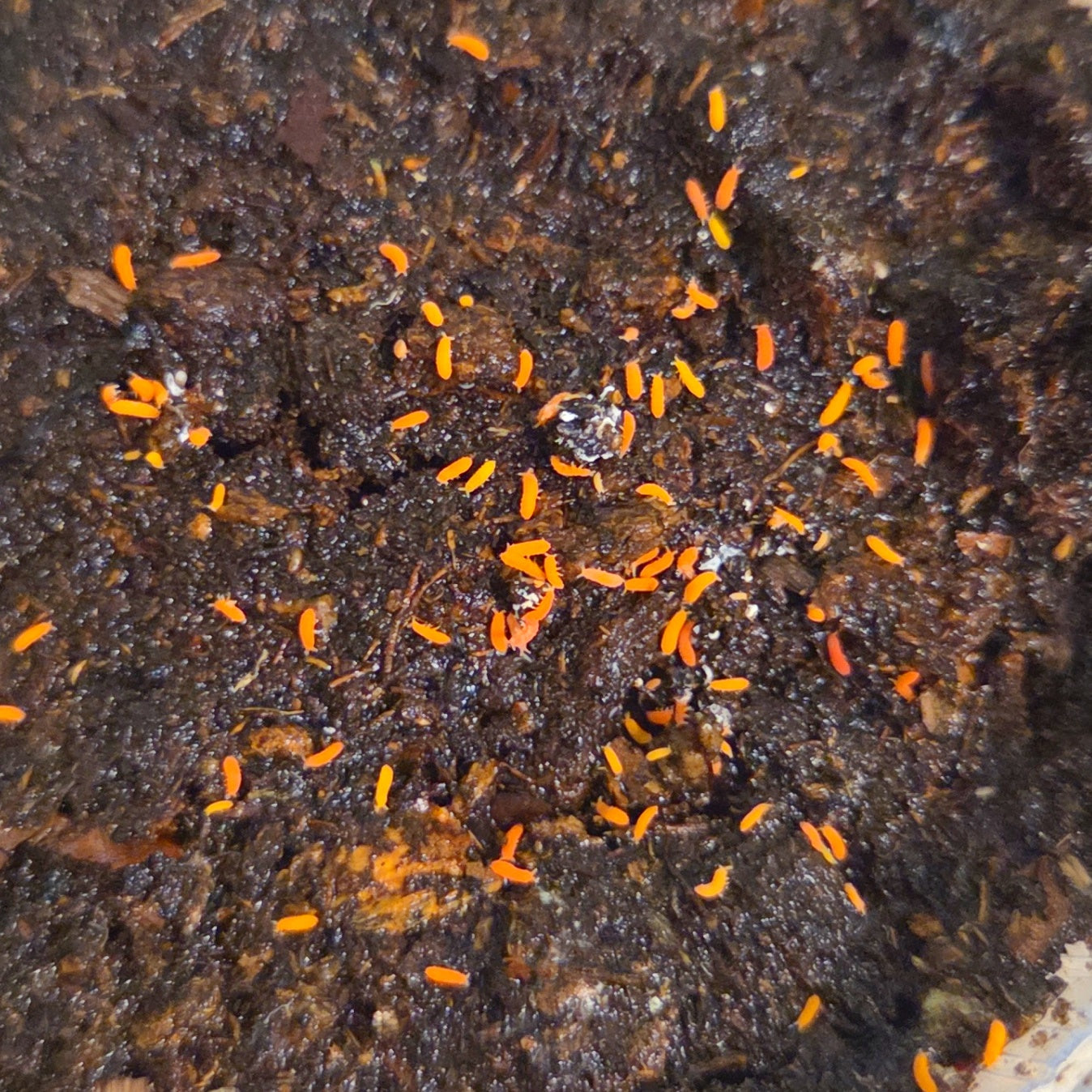 Rote Springschwänze von Lovely Insects, Yuukianura aphoruroides, lebendige Insekten auf natürlichem Hintergrund.