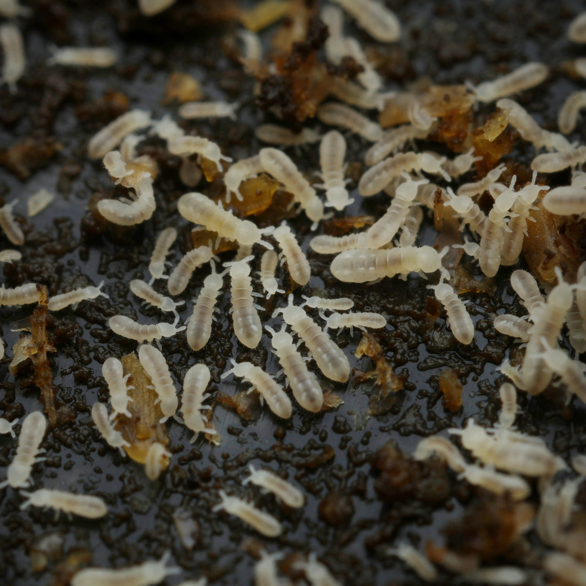 Snowflake Insect Springschwänze (Collembola) (Bodenpolizei) | Lovely Insects