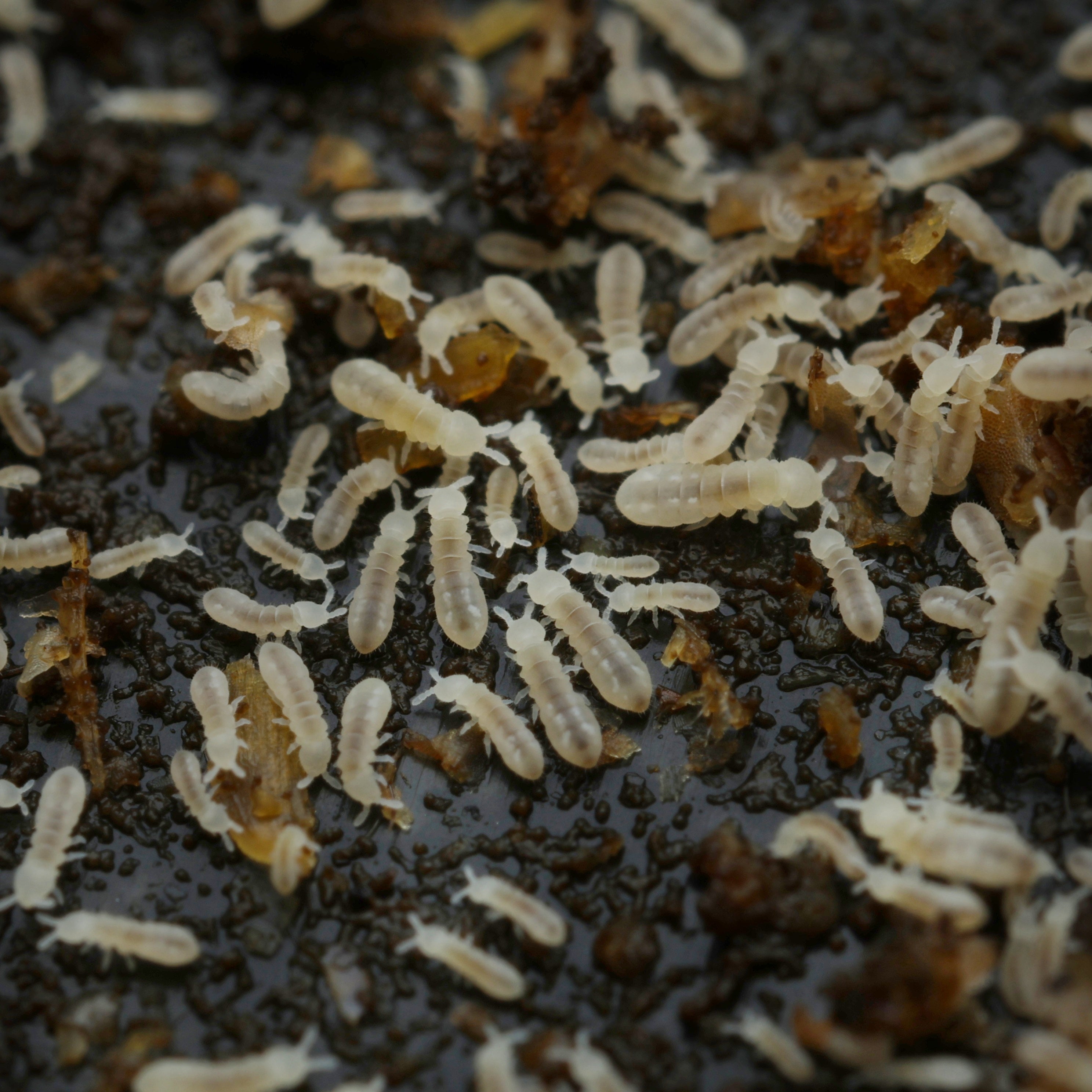Onychiuridae sp "snowflake" by Lovely Insects, featuring a delicate white body with intricate patterns.